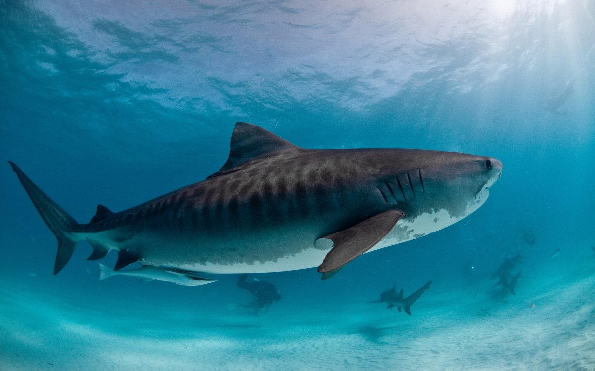 Новогвинейская Речная акула