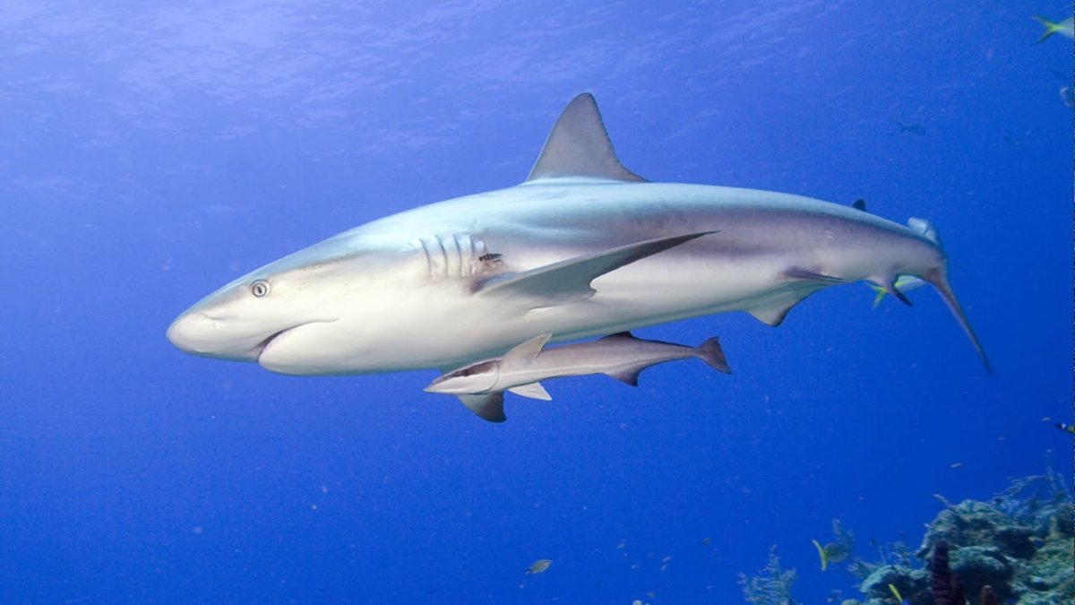 Whitetip Shark