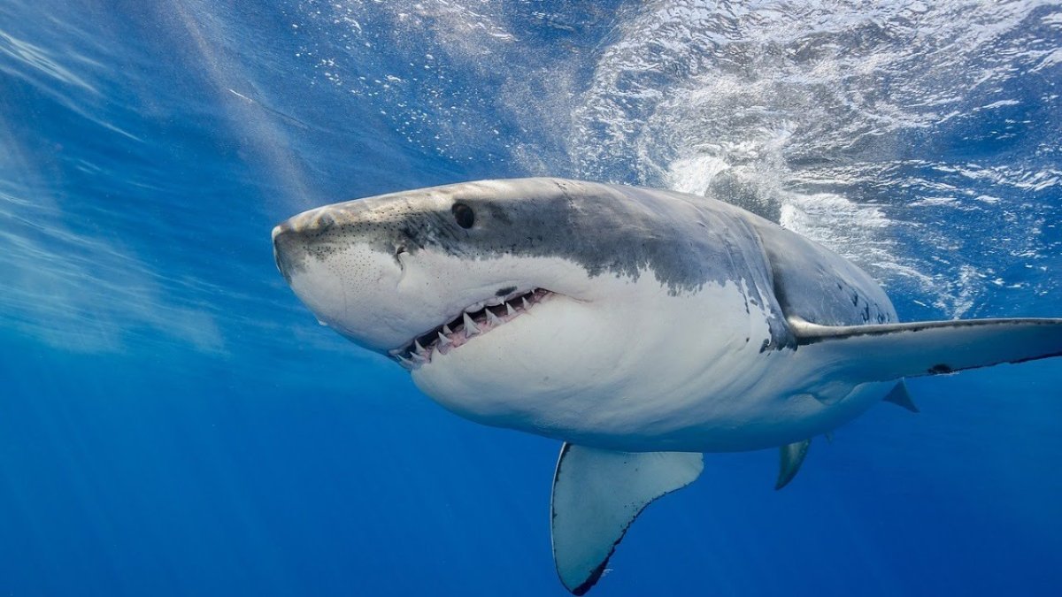 Тигровая акула маленькая