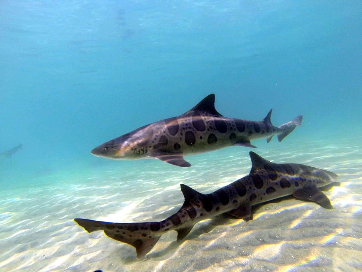 Тигровая акула в Красном море