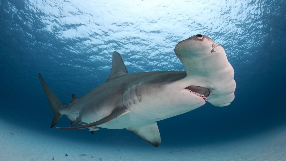Тупорылая акула или акула-бык