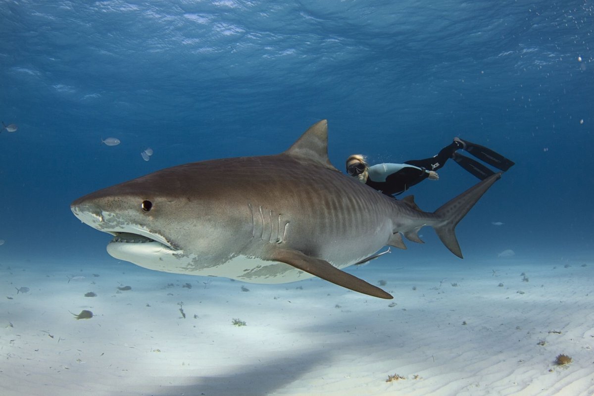 Тигровая акула