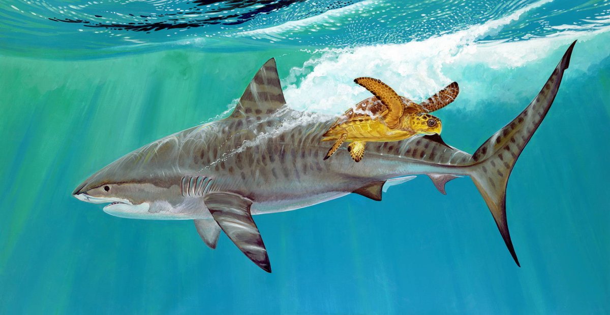 Тигровая акула