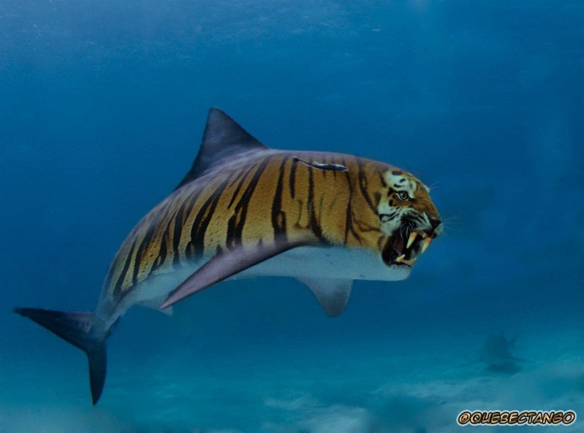 Тигровая акула