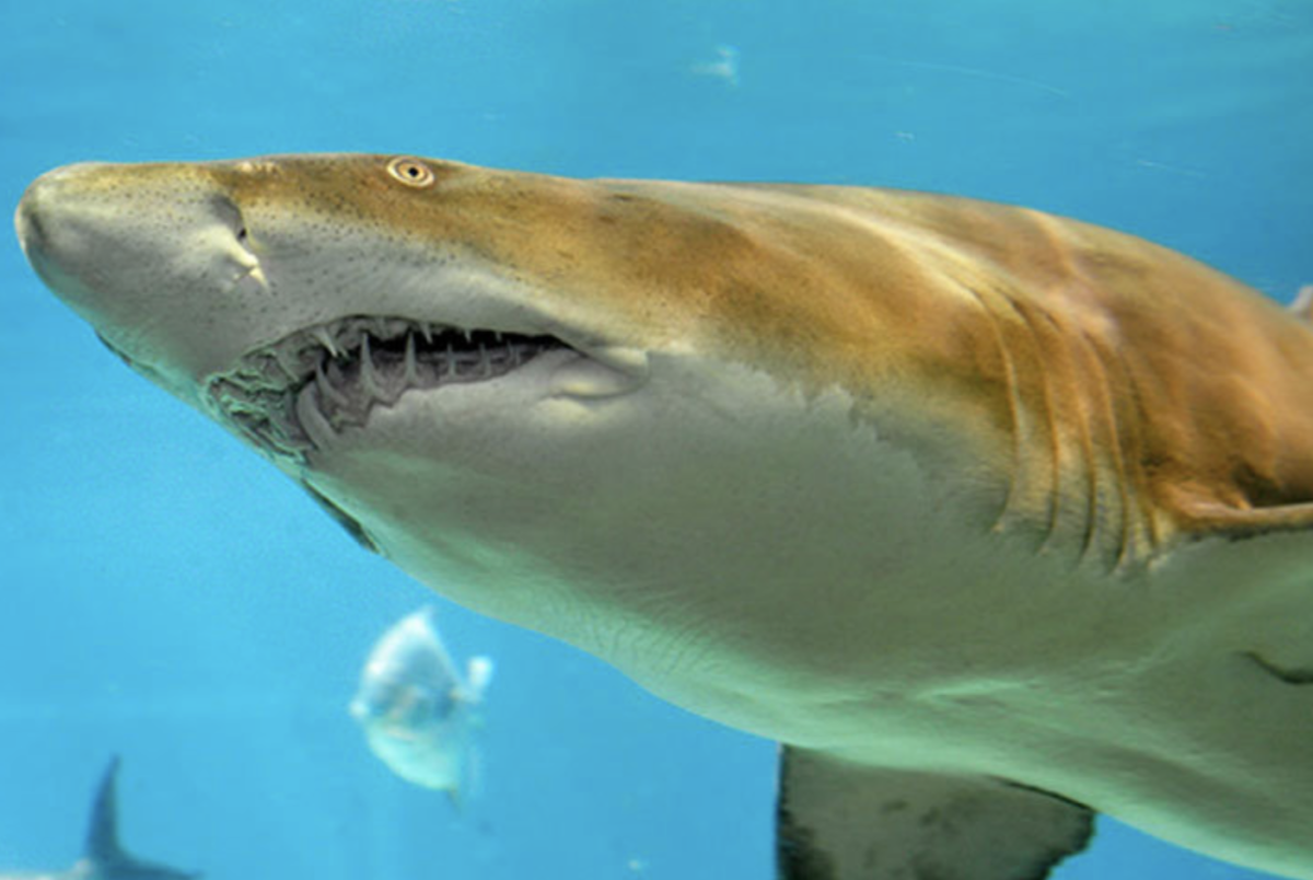 Гигантская акула-молот (Sphyrna mokarran)
