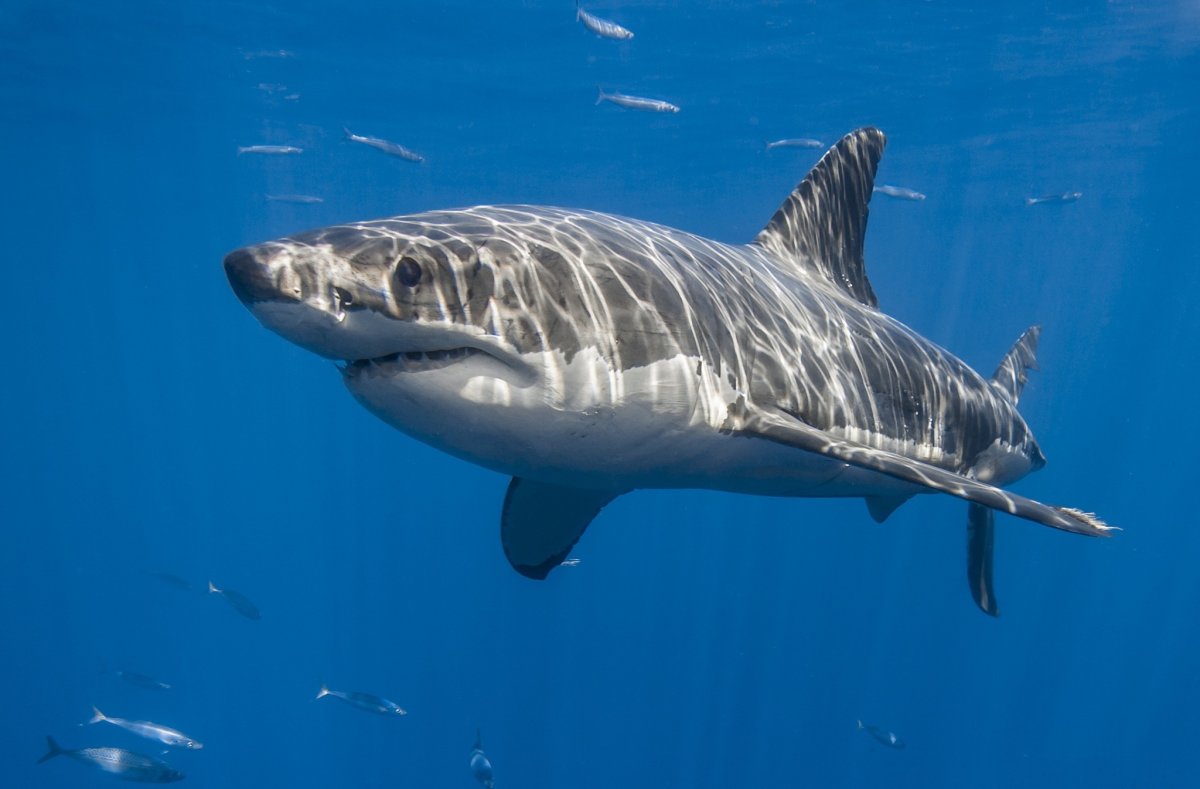 Гигантская молотоголовая акула
