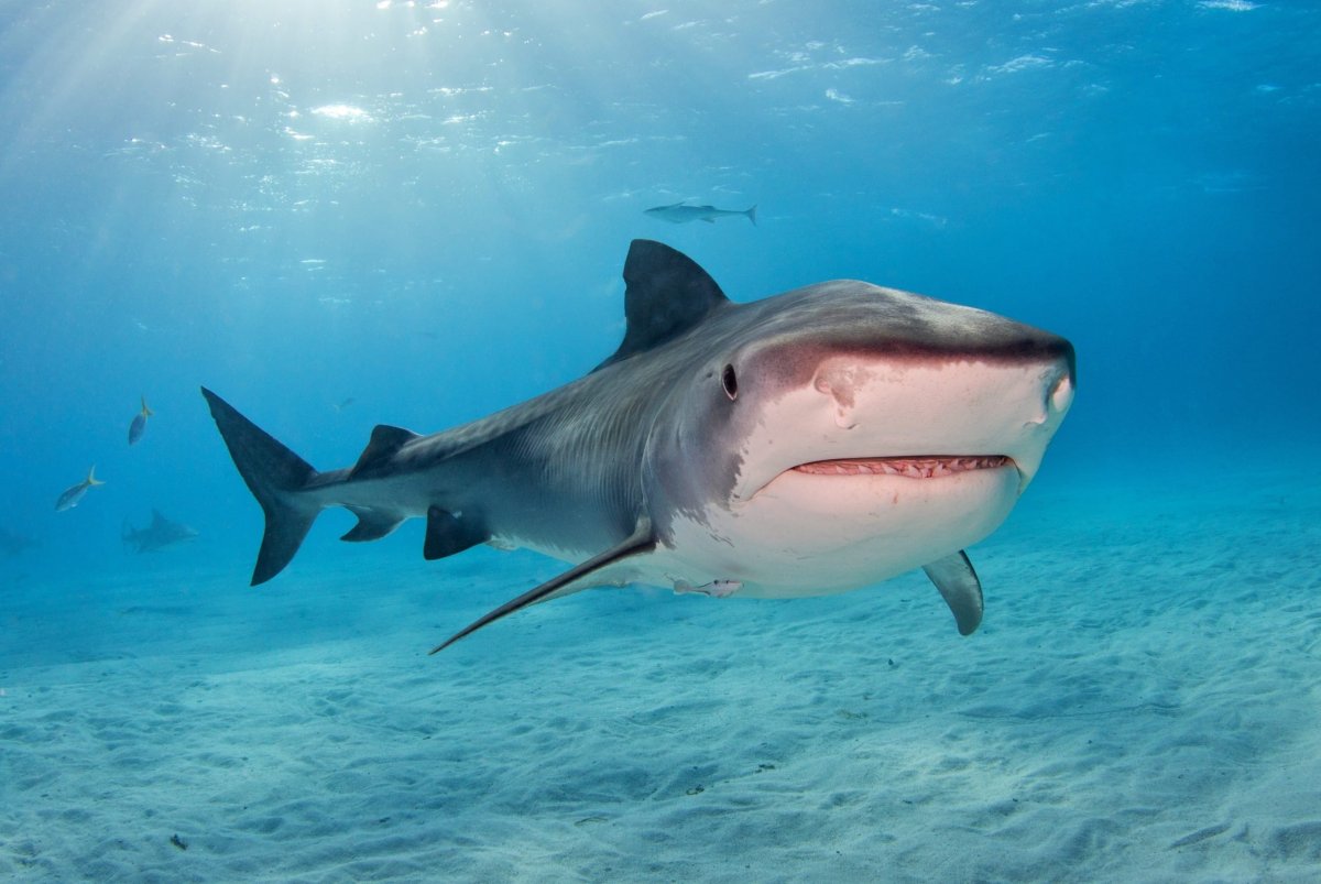 Белая тигровая акула