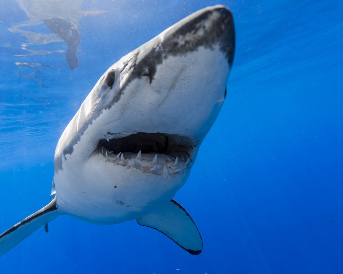 Акула тигровая Шарк