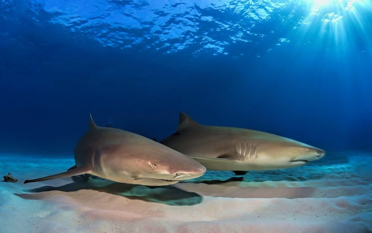 Тигровая бычья акула