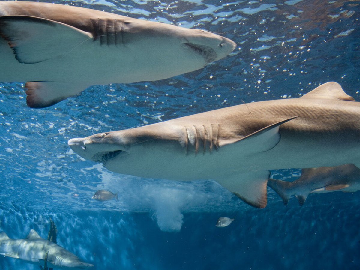 5 Фактов о акулах