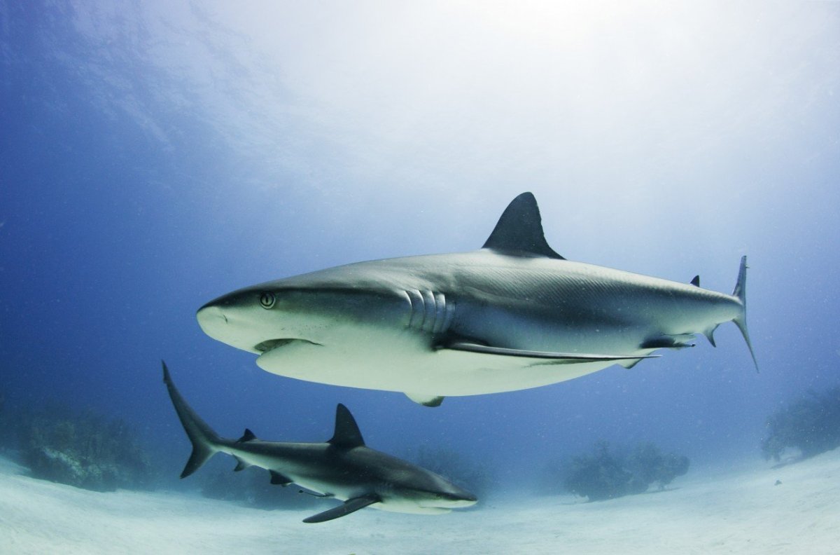 Рыба Ремора и акула