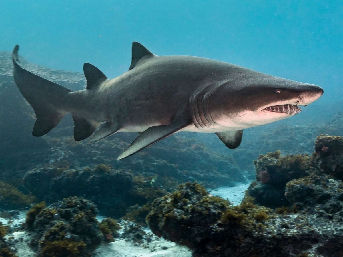 Леопардовая акула