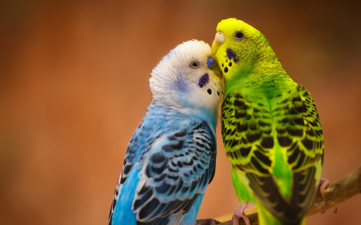 Оранжевый волнистый попугайчик