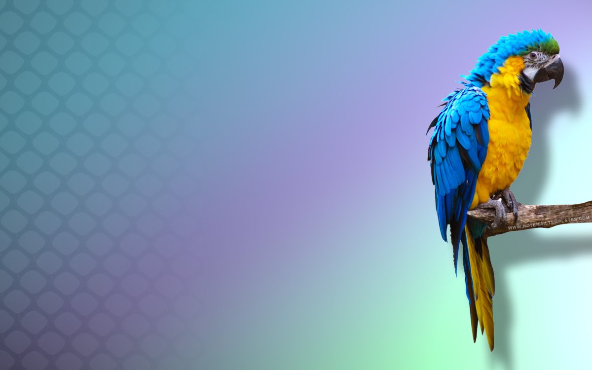 Фон с попугаями