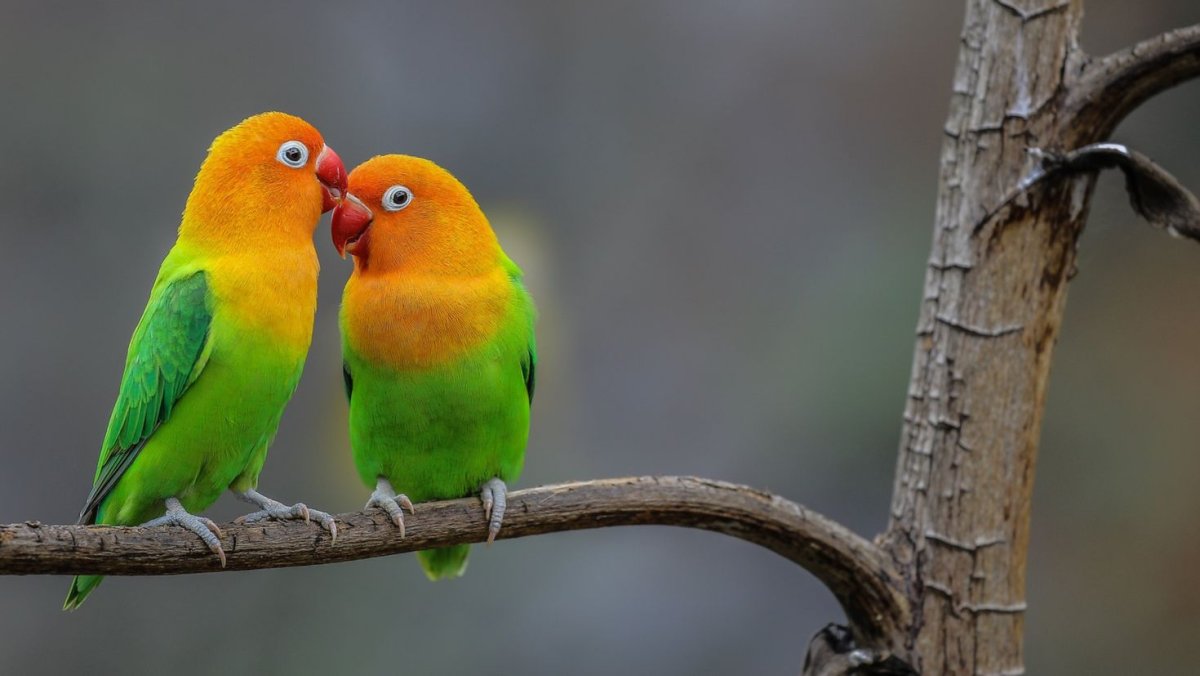 Неразлучники на рабочий стол