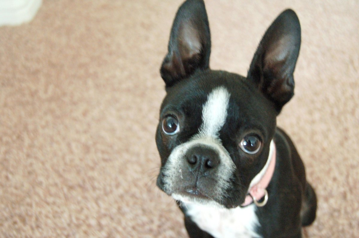 Бостон терьер глаза