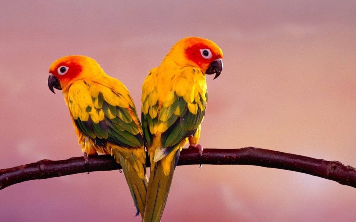 Обои попугай под камеру