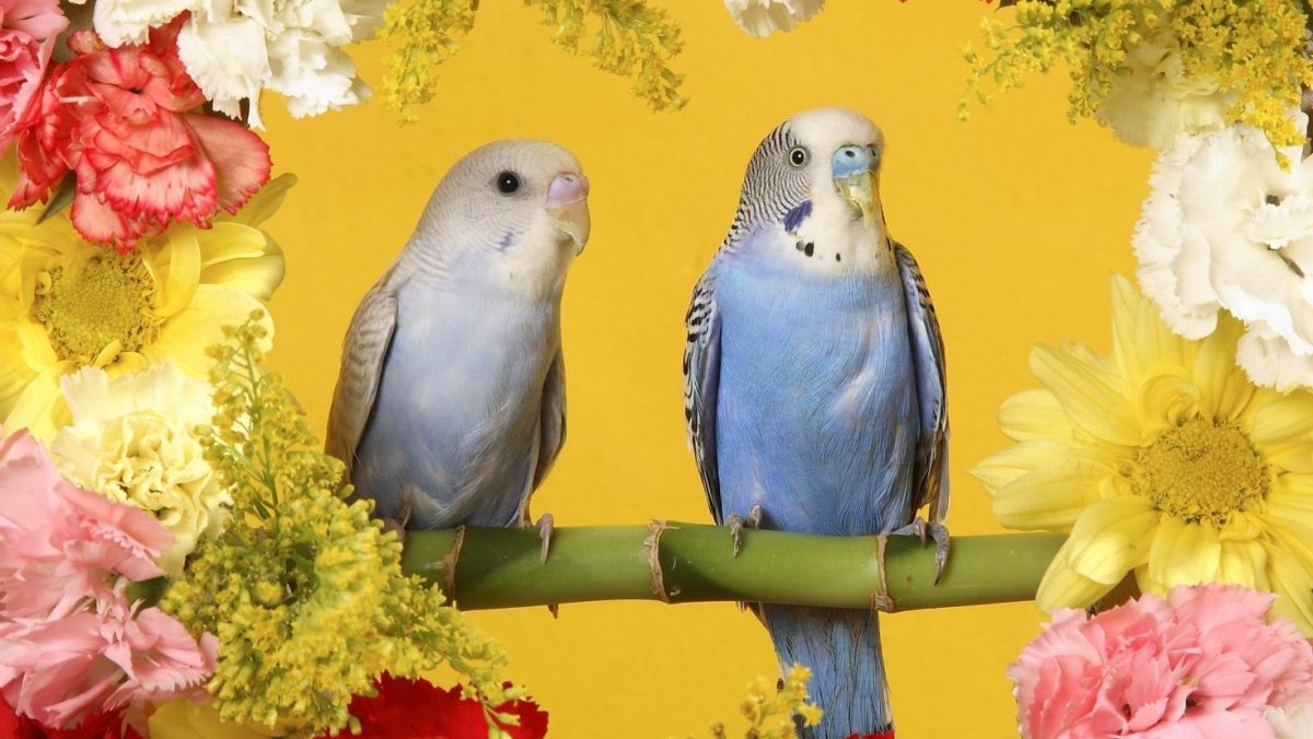Попугаи фон на рабочий стол