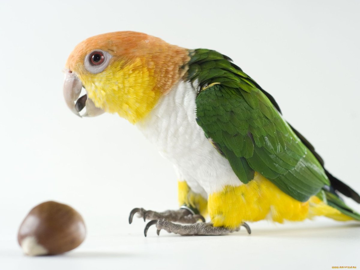 Попугай домашний