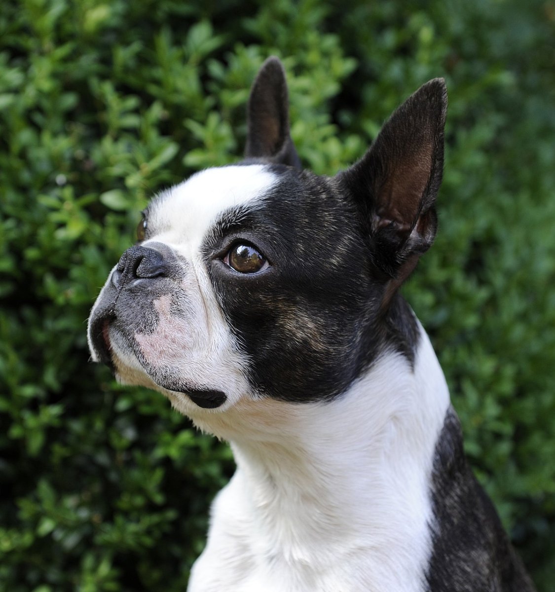 Французский бульдог пятнистый