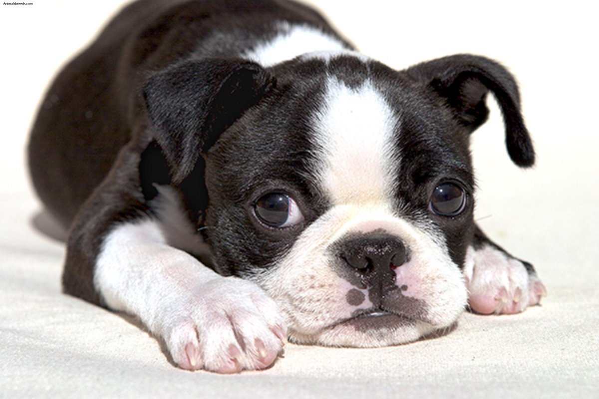 Boston Terrier Puppy