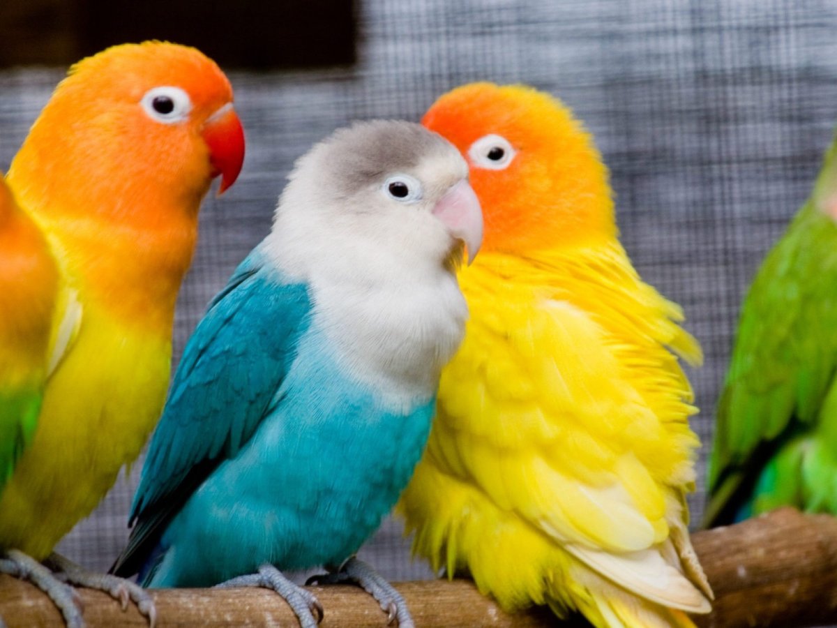 Попугаи неразлучники Какаду