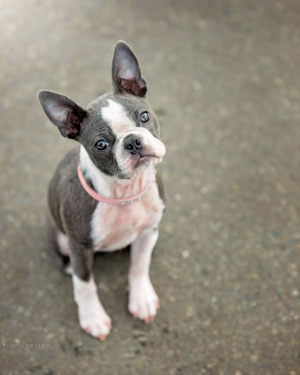 Бостонский терьер голубой