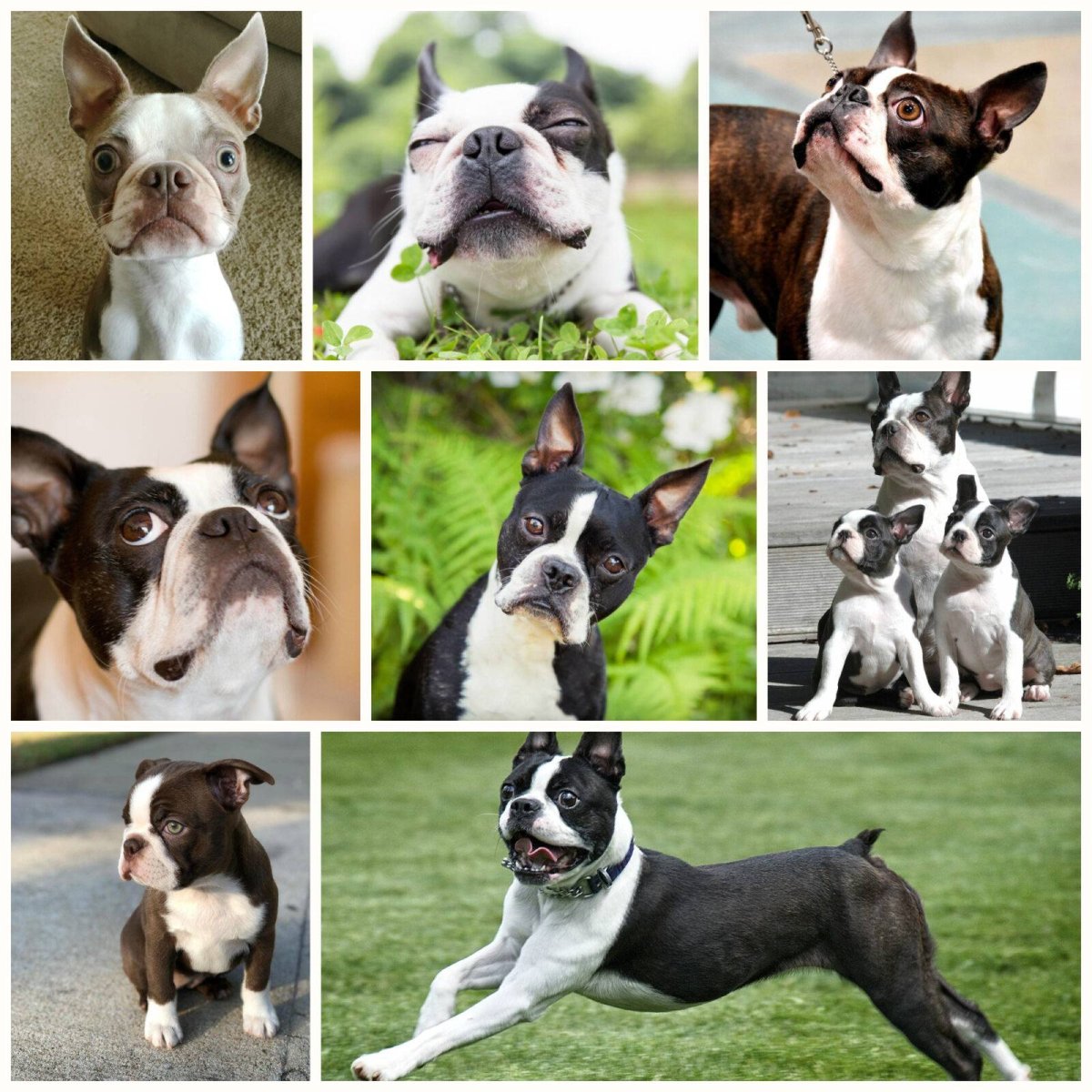 Бостон терьер картина