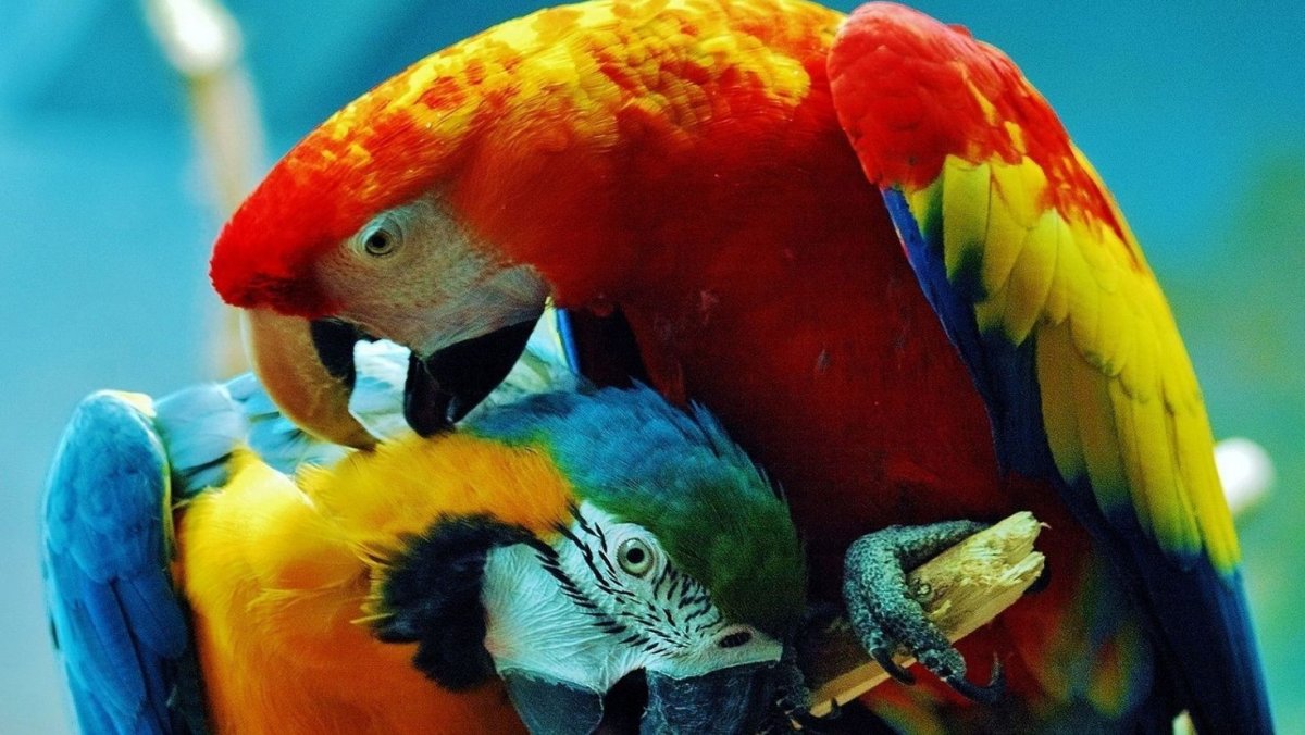 Попугай ред Паррот