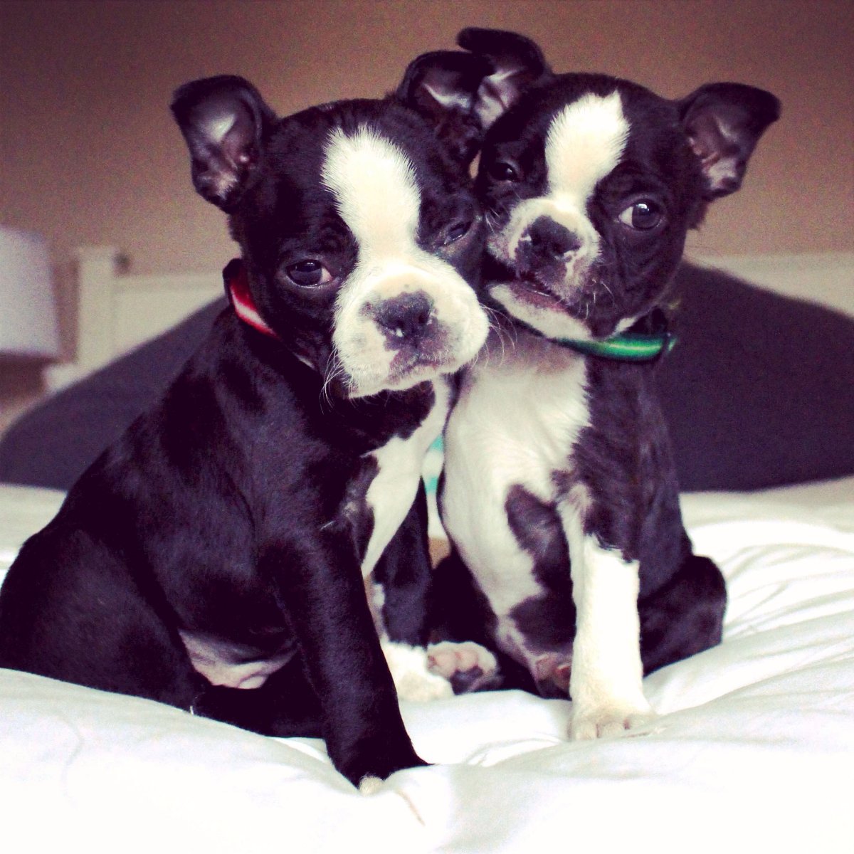 Бостонский терьер