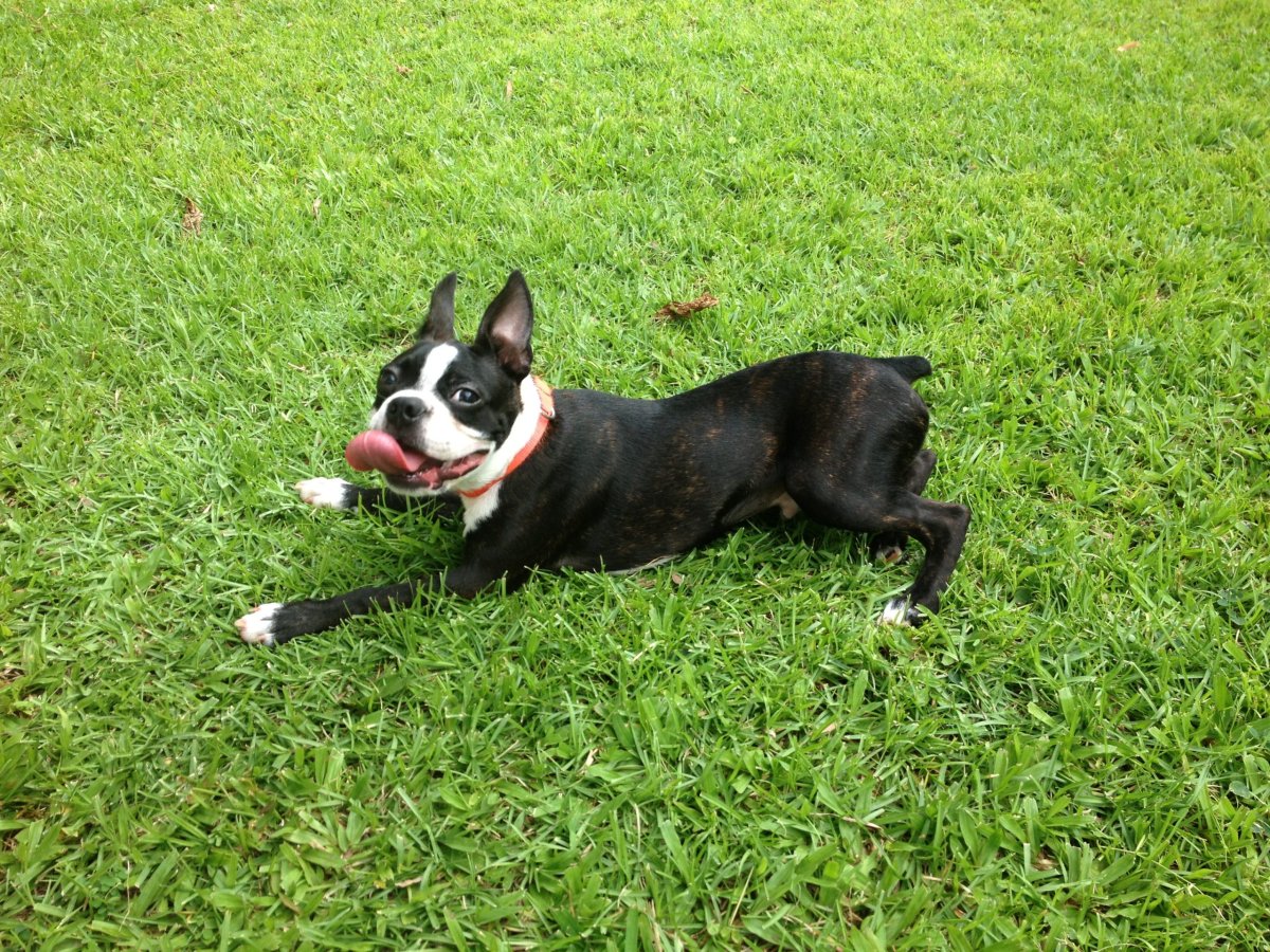 Бостон терьер леопард