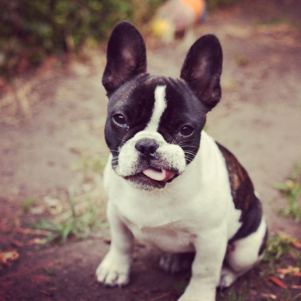 Бостон терьер палевый