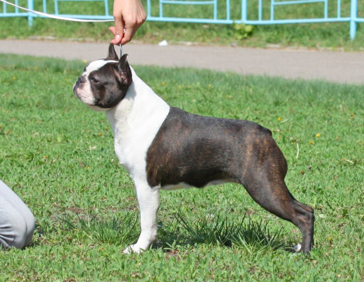 Бостон терьер фото на белом фоне