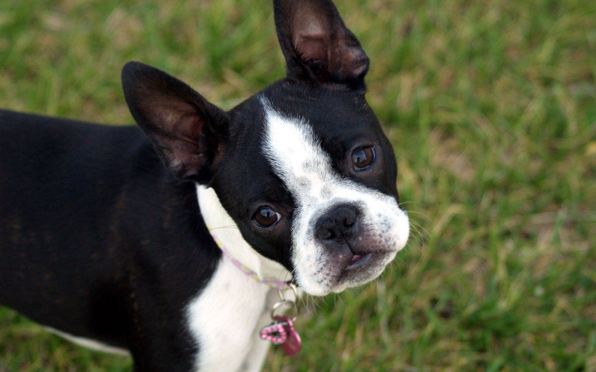 Бостон терьер щенки
