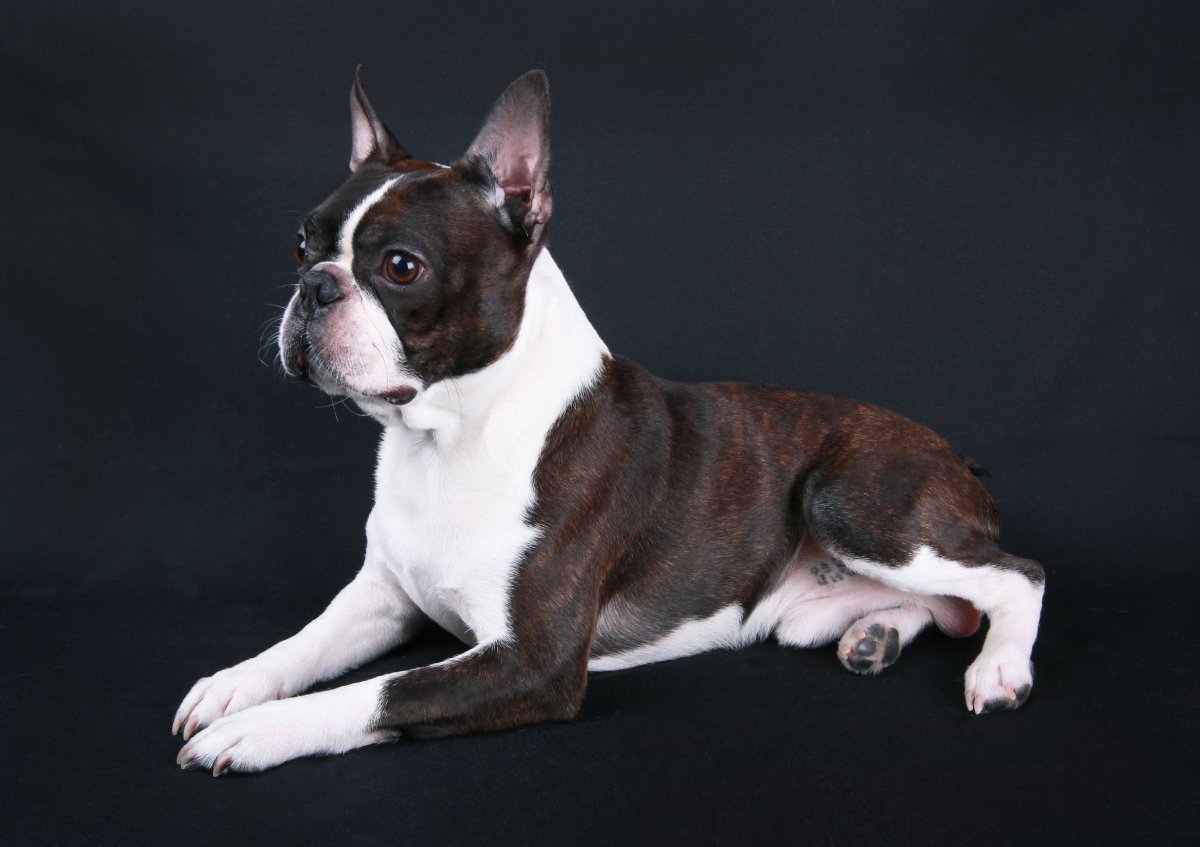 Бостонский терьер тигровый