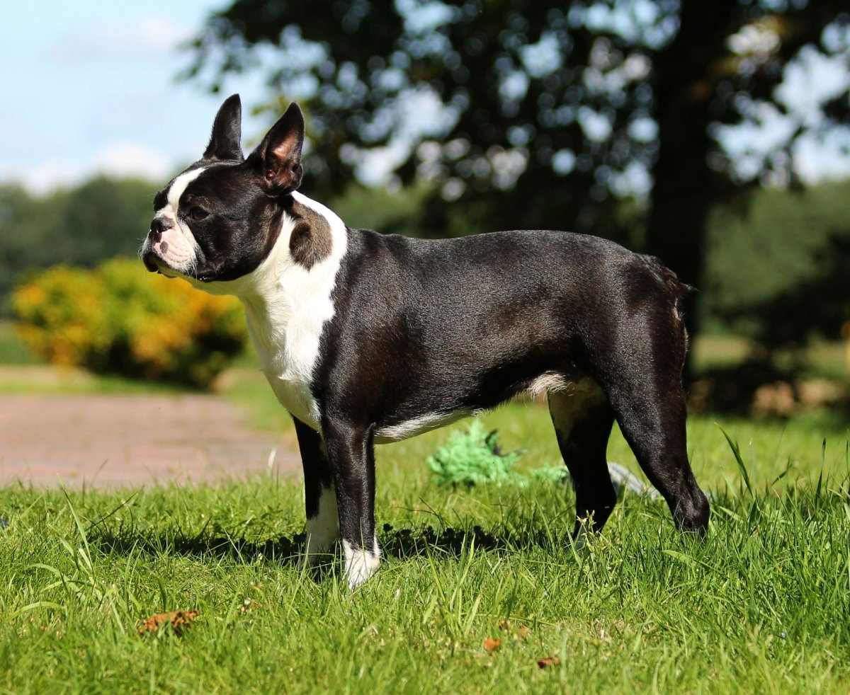 Бостонский терьер