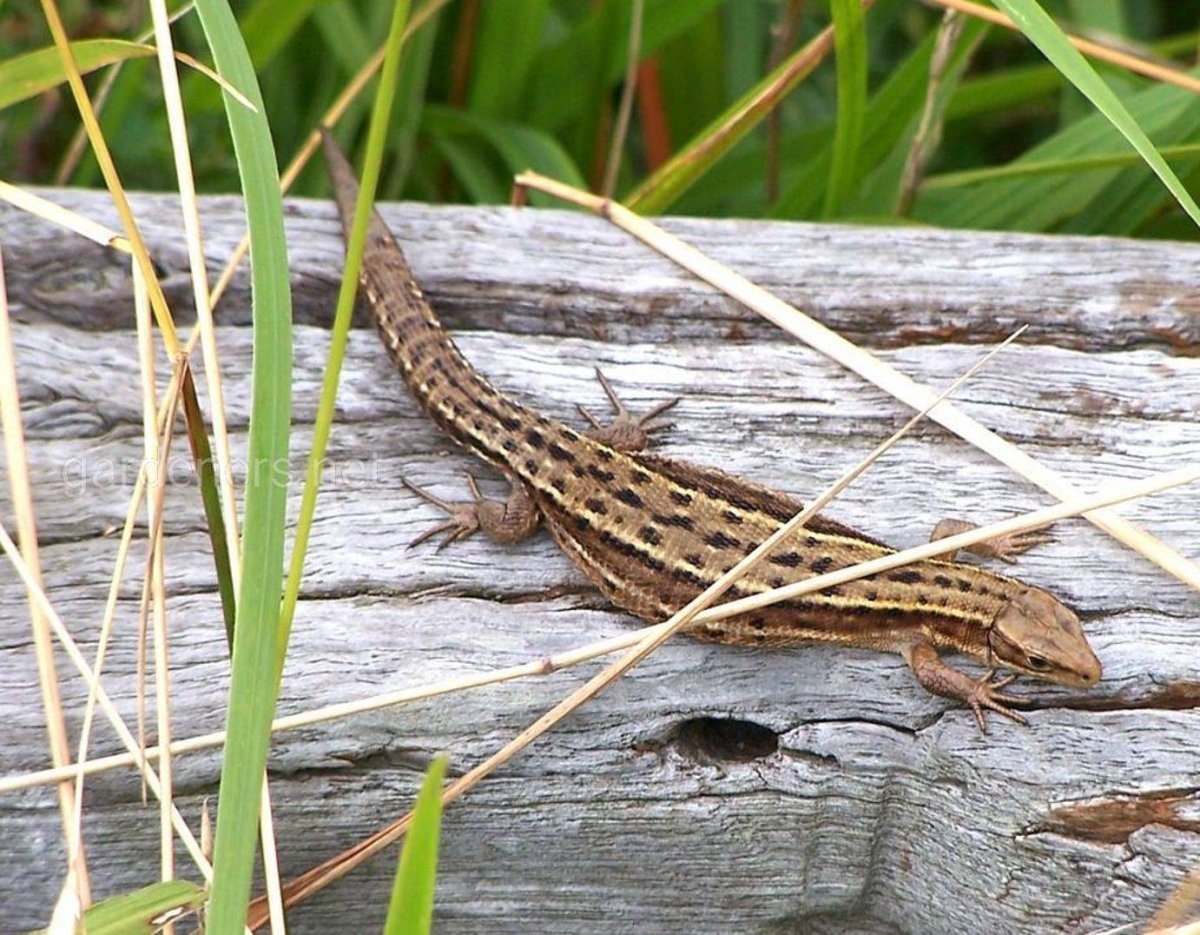 Ящерица обыкновенная Садовая