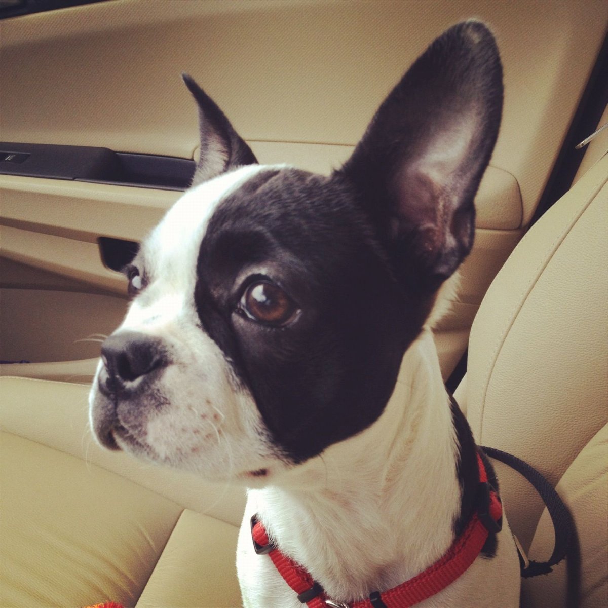 Бостон терьер тигровый