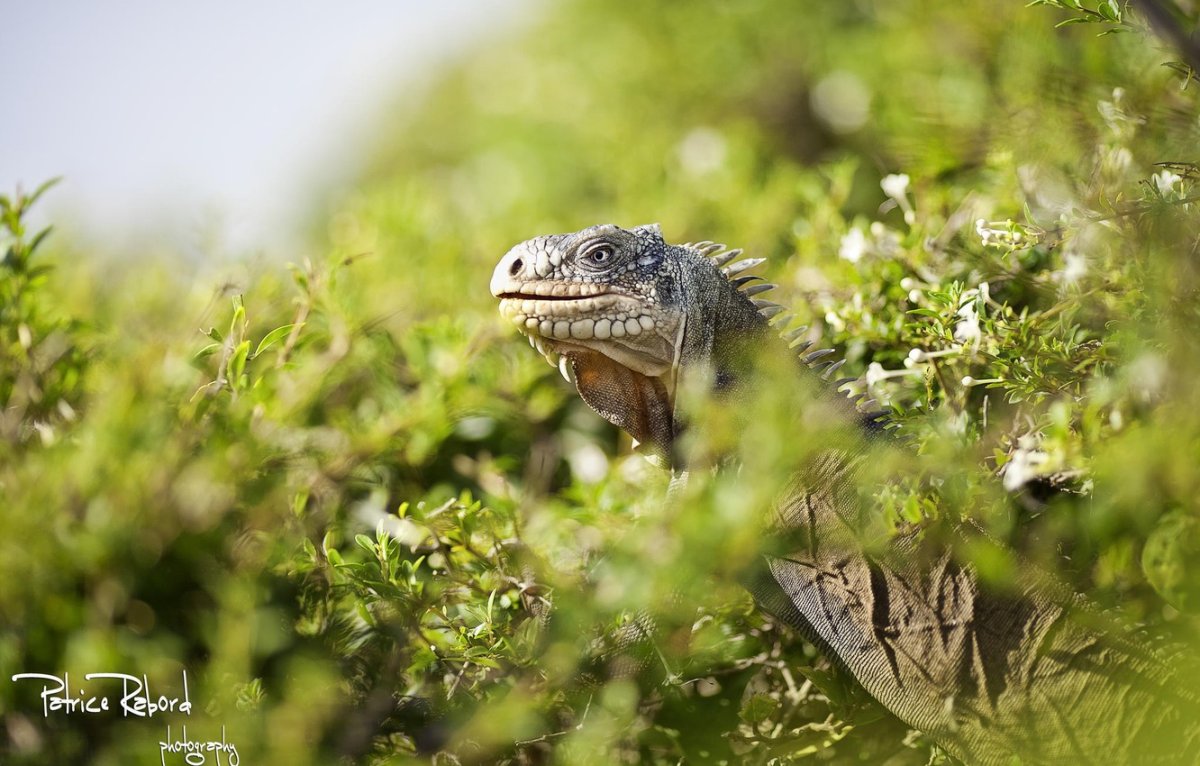 Ящерица прыткая горнокрымская