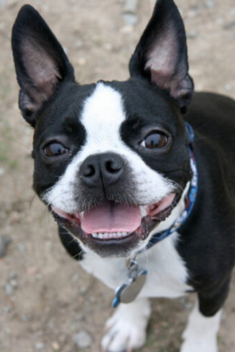 Американский Бостон терьер