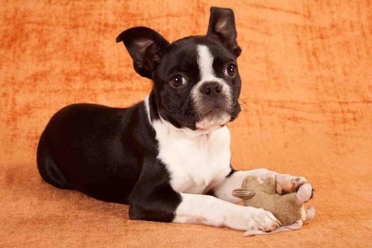 Бостонский терьер голубой