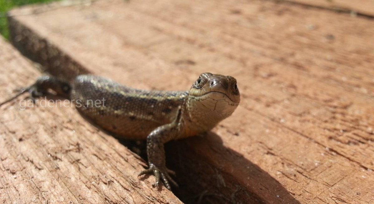 Большие ящерицы на дачном участке