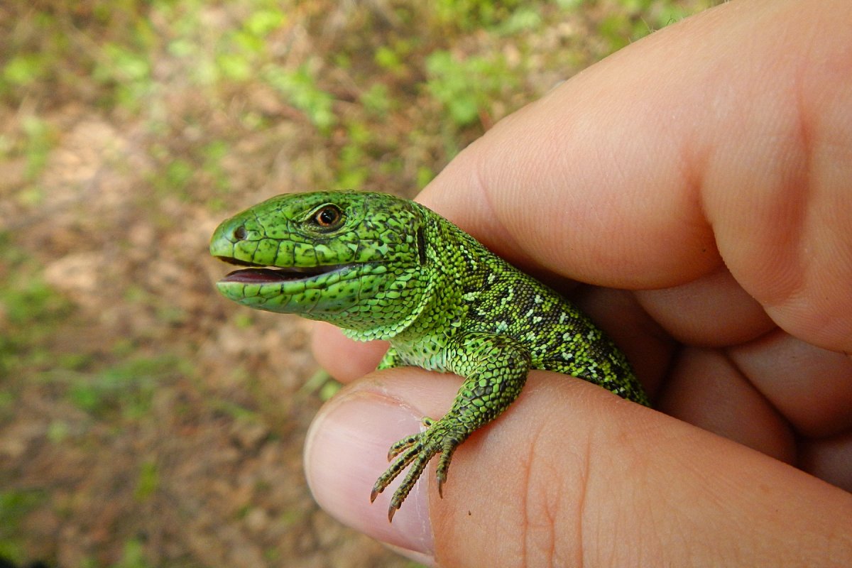 Ящерица обыкновенная зеленая