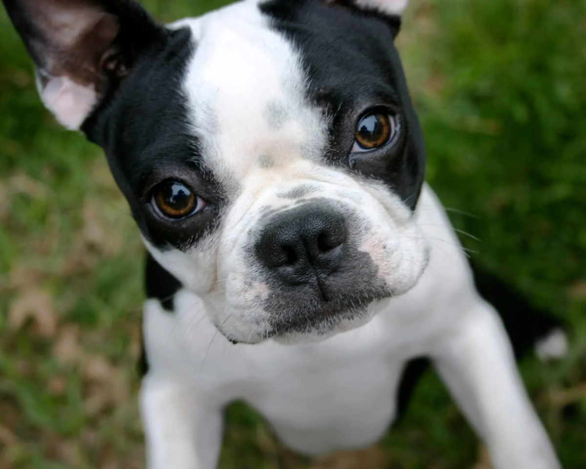 Французский терьер