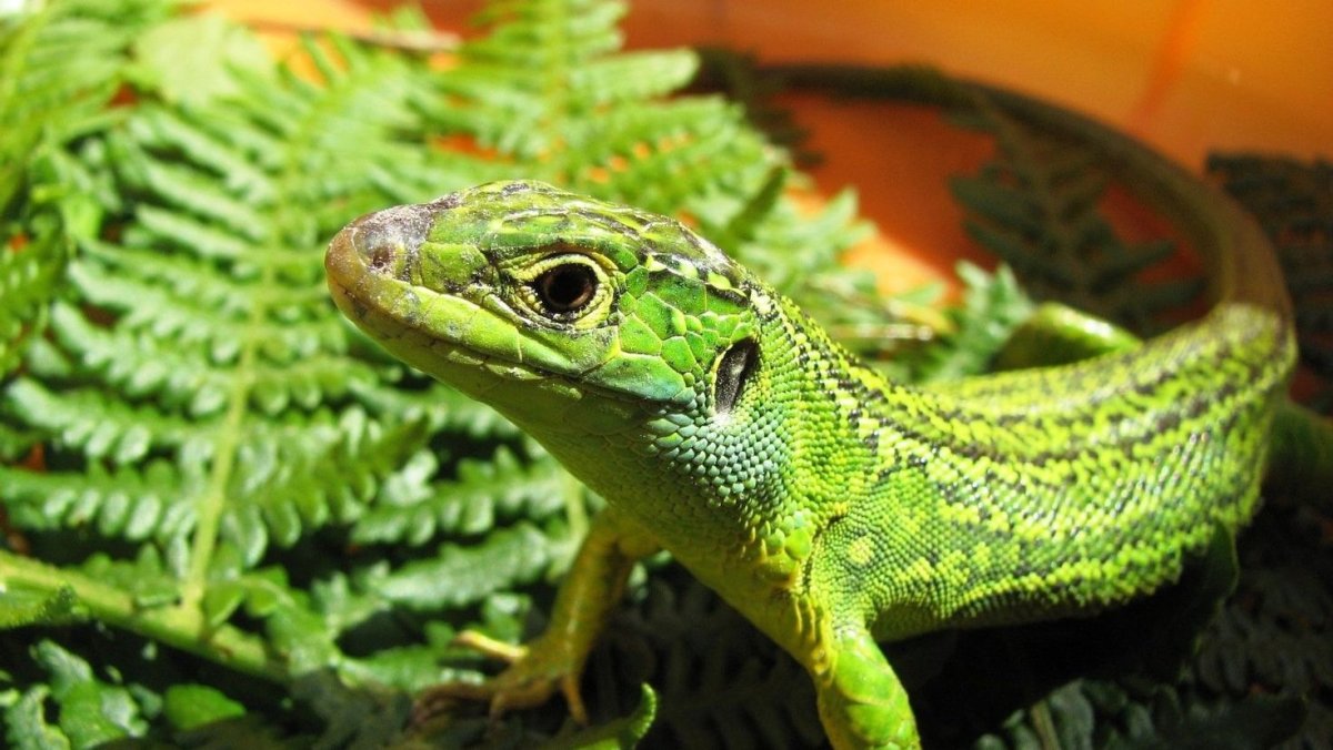Ярко зеленая ящерица на даче