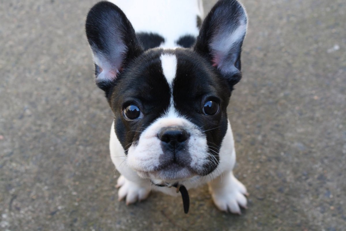 Бостон терьер