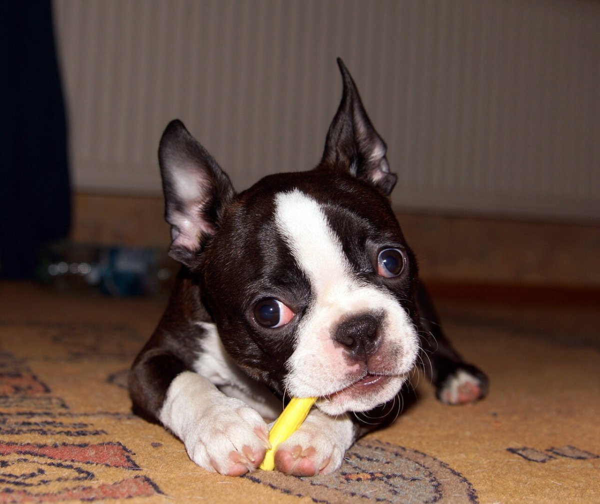 Атаксия Бостон терьер