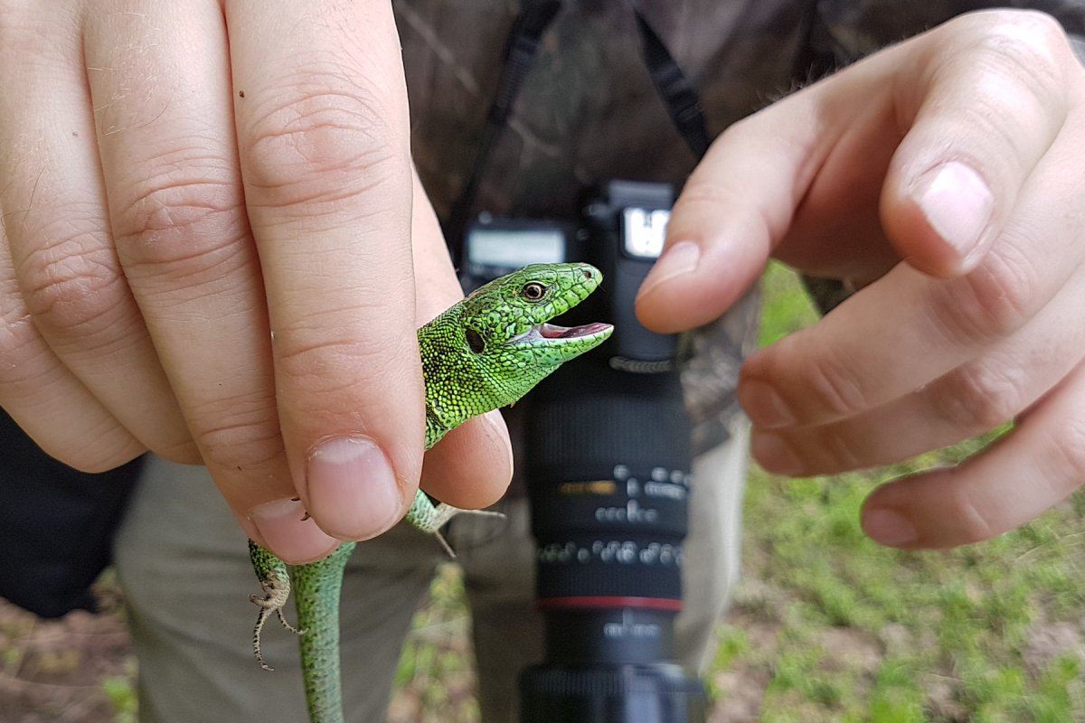 Прыткая ящерица голубая