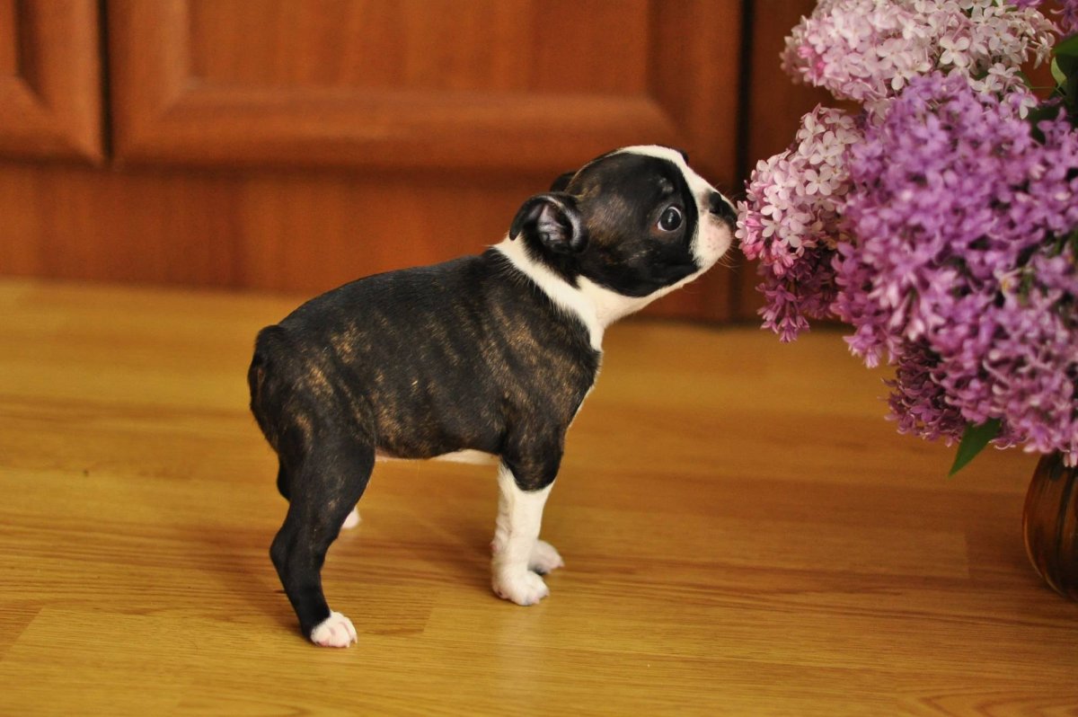 Бостон терьер прикус