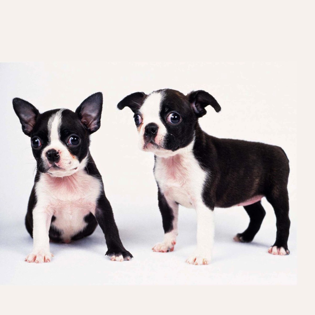 Бостонский терьер